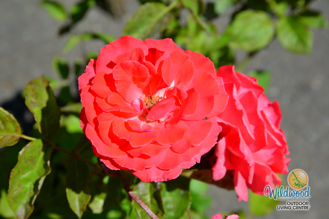America - Star Roses and Plants