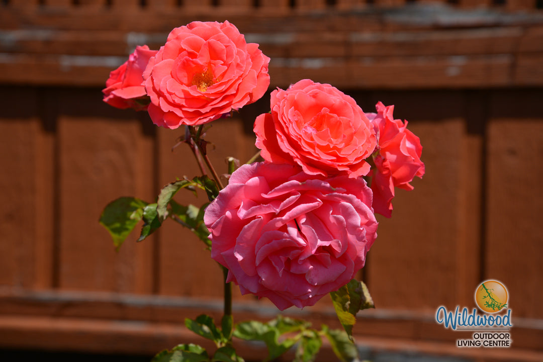America - Star Roses and Plants