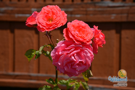 America - Star Roses and Plants