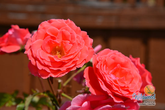 America - Star Roses and Plants