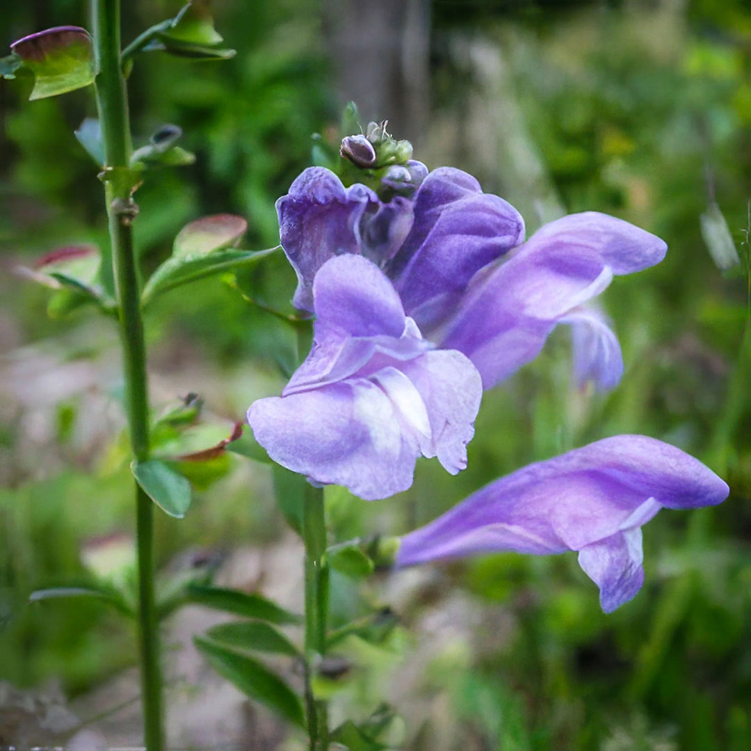 American Skullcap - Salt Spring Seeds