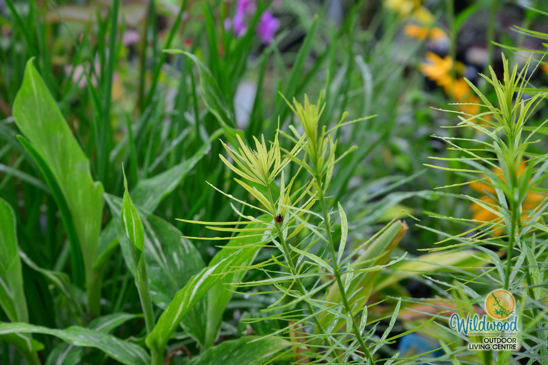 Amsonia - Butterscotch, 1 Pack