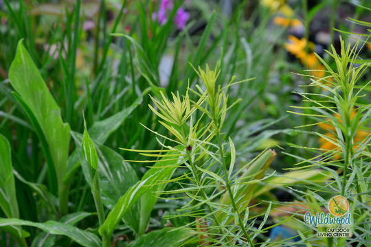 Amsonia - Butterscotch, 1 Pack