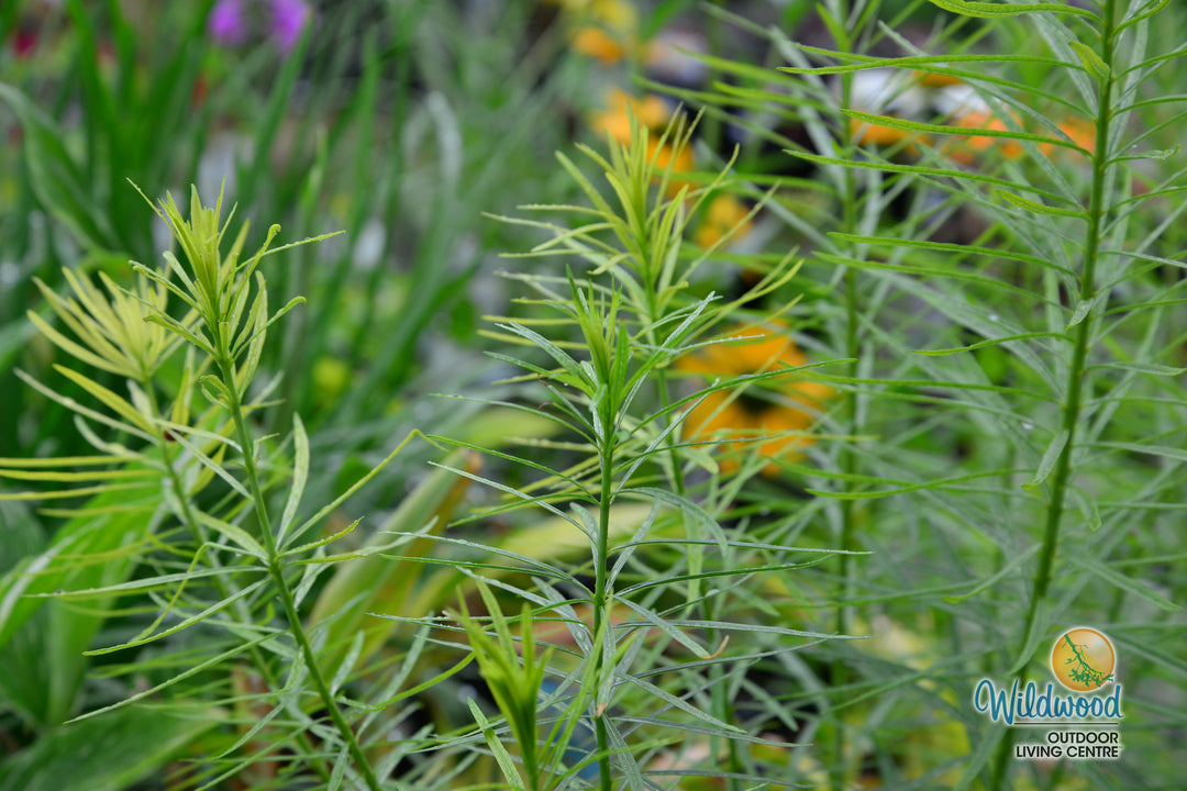 Amsonia - Butterscotch, 1 Pack