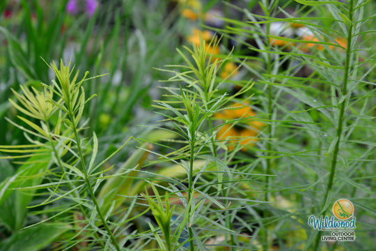 Amsonia - Butterscotch, 1 Pack