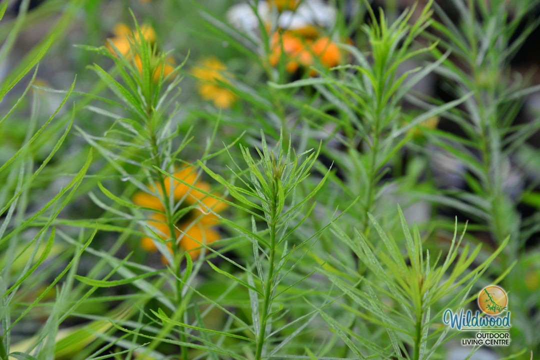 Amsonia - Butterscotch, 1 Pack