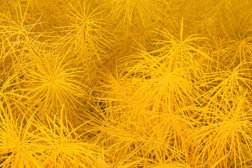 Amsonia - Butterscotch, 1 Pack