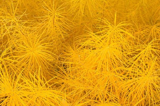 Amsonia - Butterscotch, 1 Pack