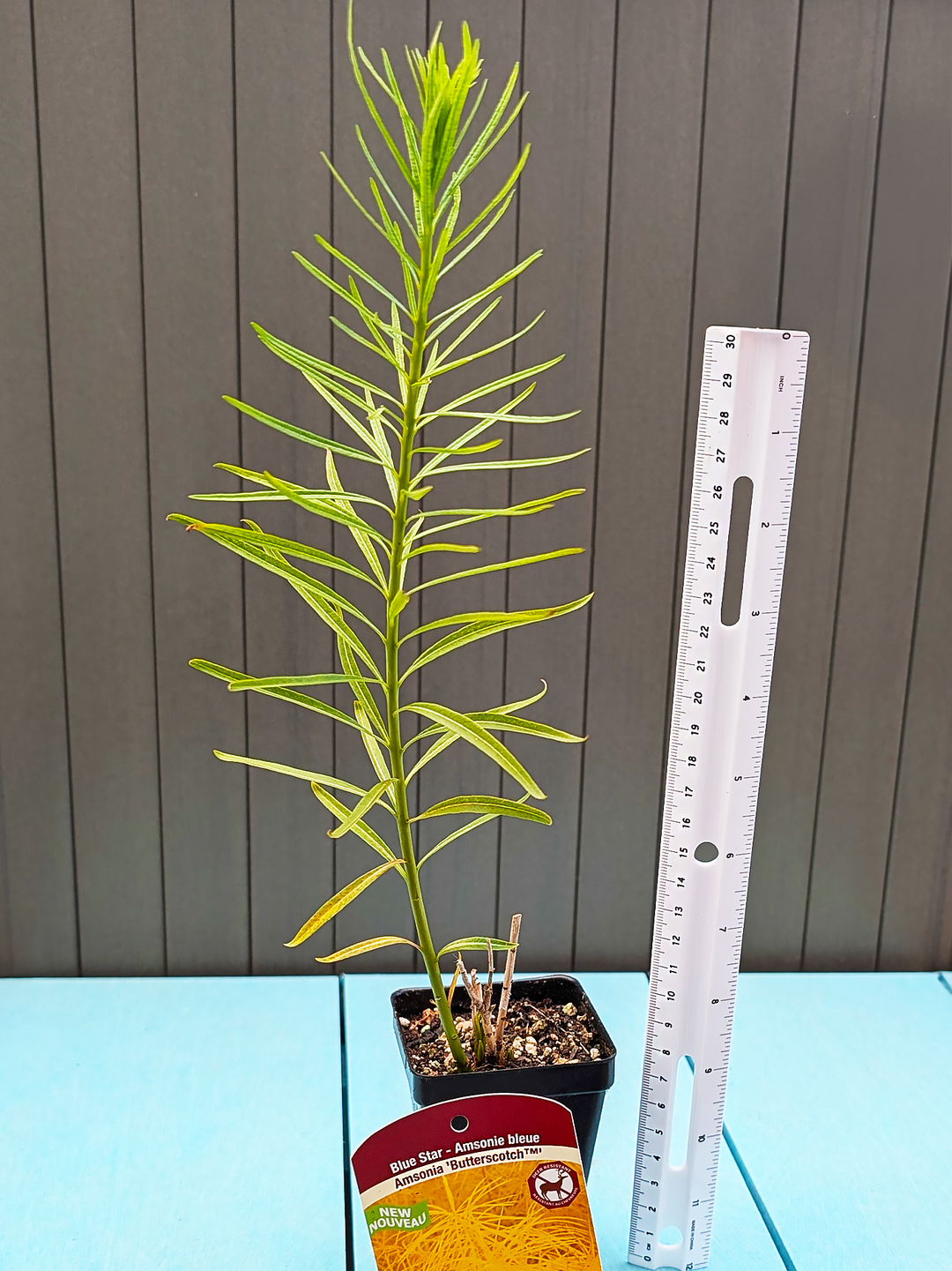 Amsonia_Butterscotch