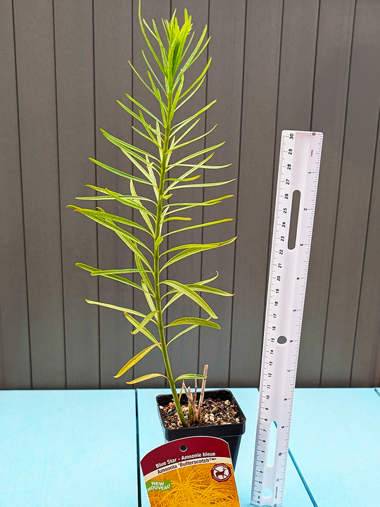 Amsonia_Butterscotch