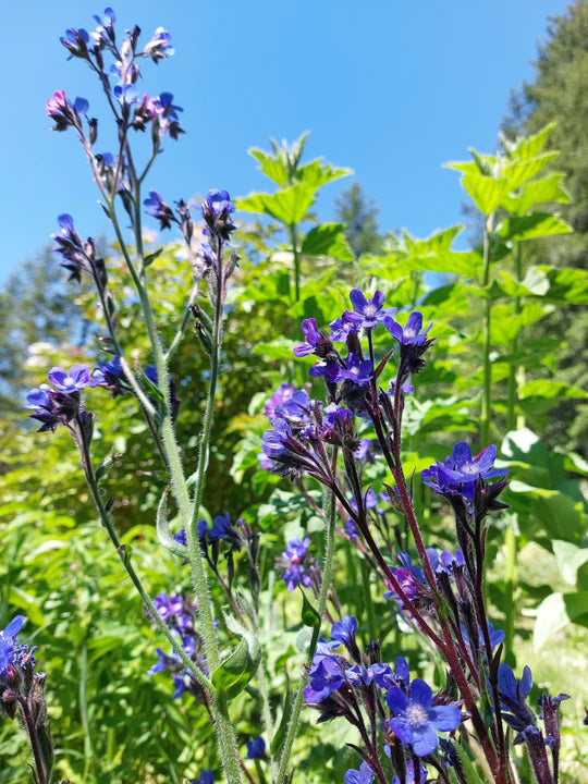 Anchusa Azurea - Eagleridge Seeds