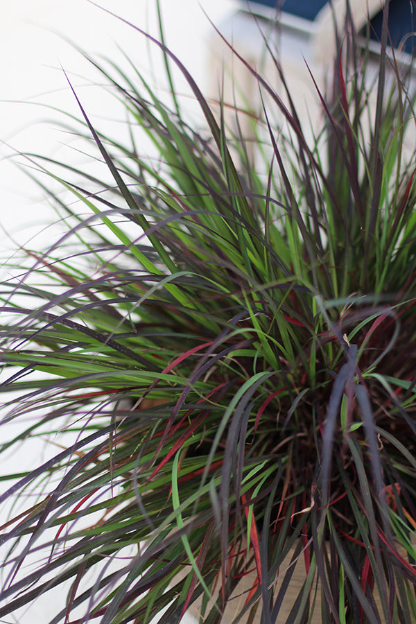 Big Bluestem Grass - Black Hawks, 1 Pack