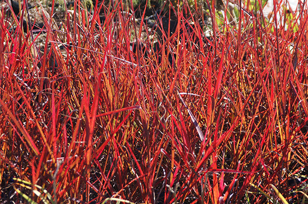 Big Bluestem Grass - Red October, 1 Pack