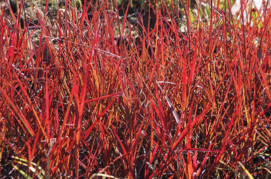 Big Bluestem Grass - Red October, 1 Pack