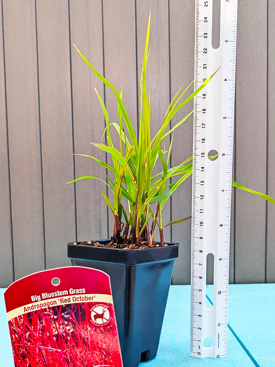 Andropogon_RedOctober