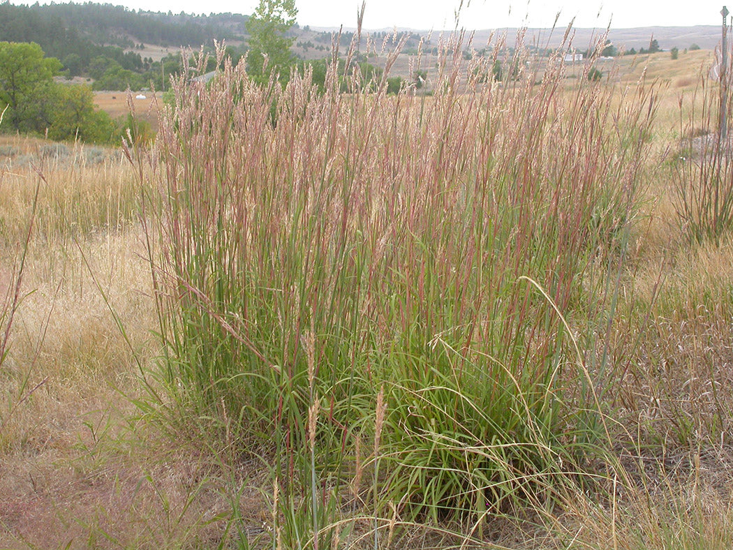Big Bluestem Grass - Andropogon geradii, 1 Pack