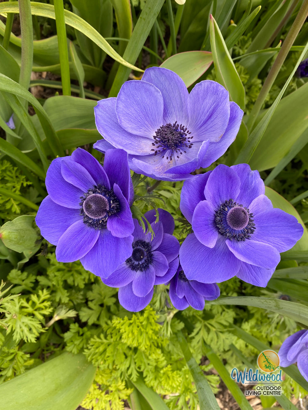 Anemone - De Caen Blue Poppy, 10 Pack