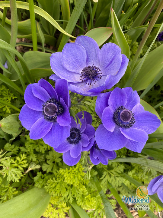 Anemone - De Caen Blue Poppy, 10 Pack