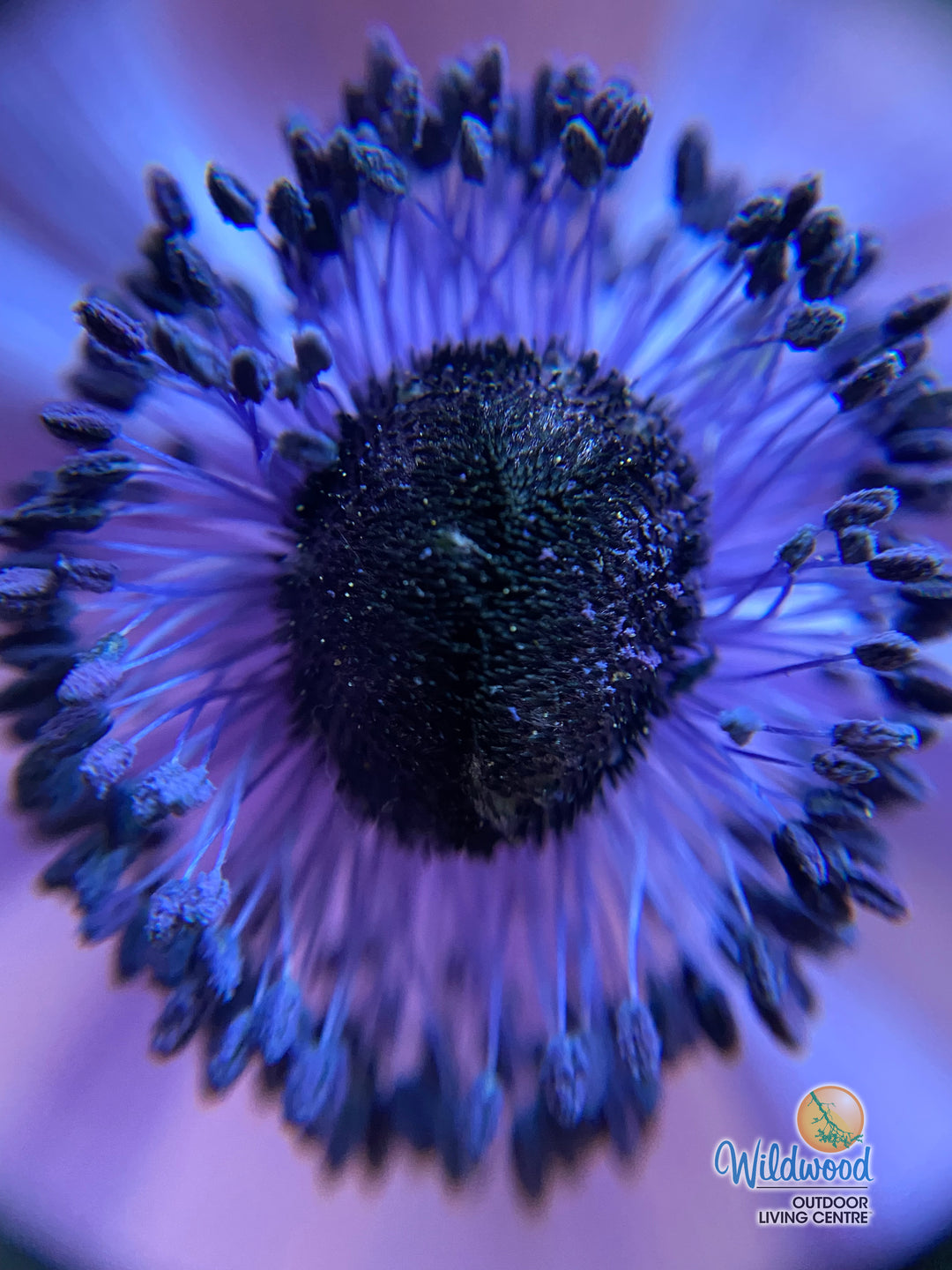 Anemone - De Caen Blue Poppy, 10 Pack