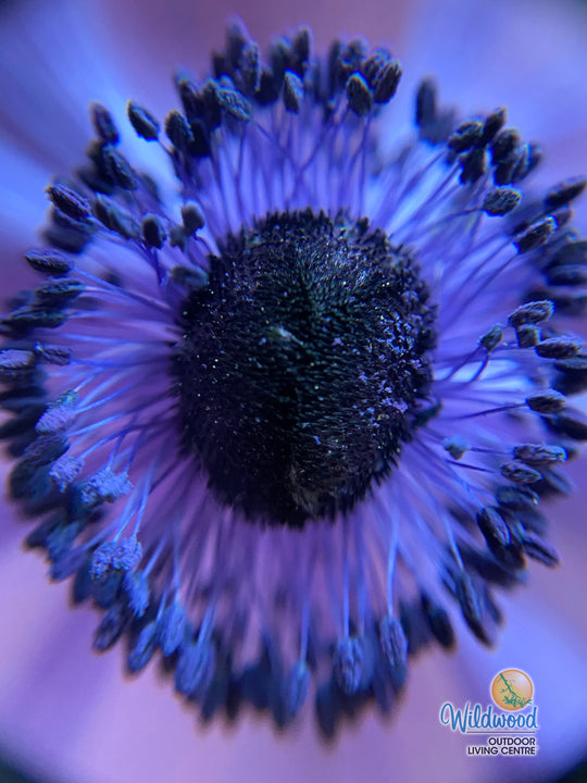 Anemone - De Caen Blue Poppy, 10 Pack