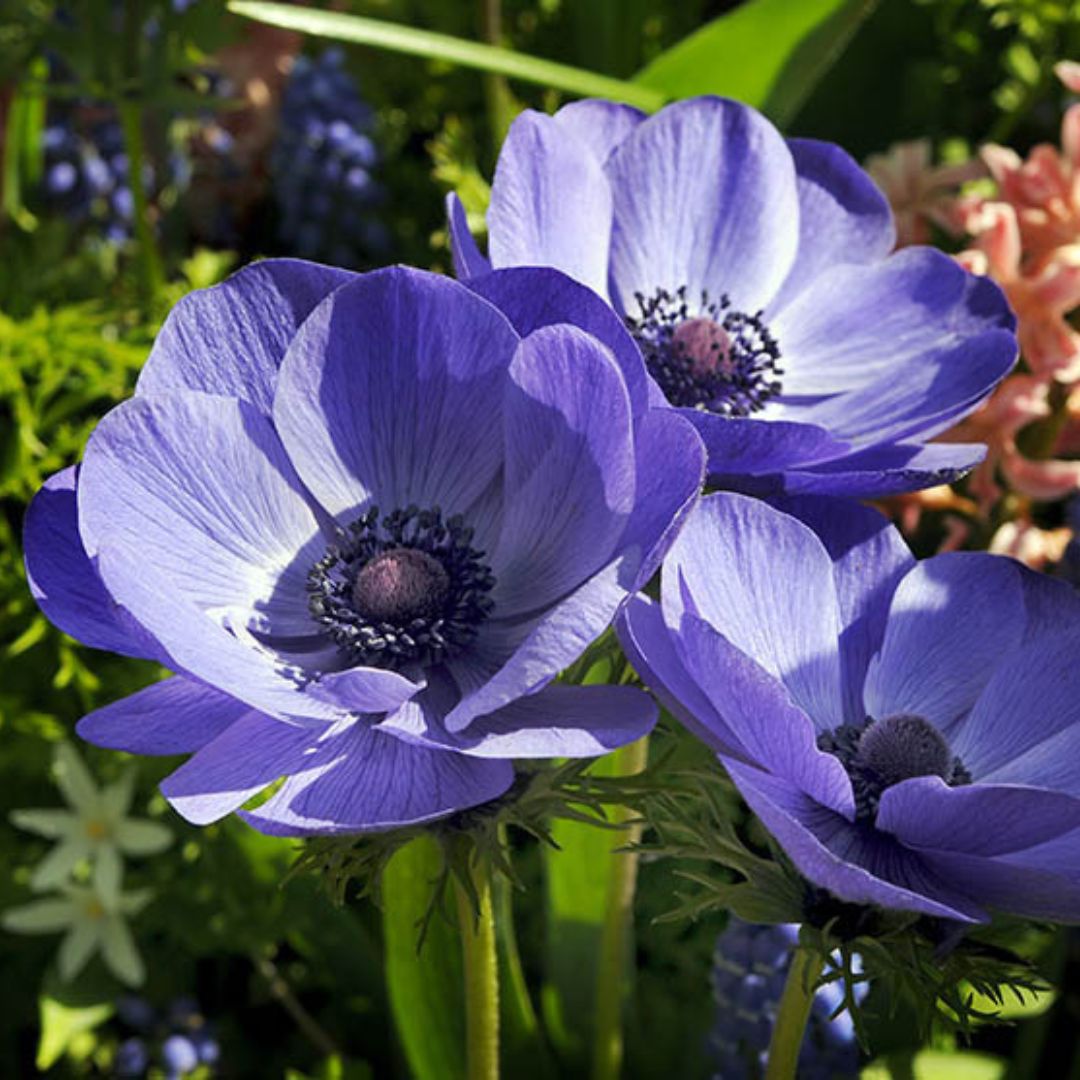 Anemone - Blue Poppy, 10 Pack