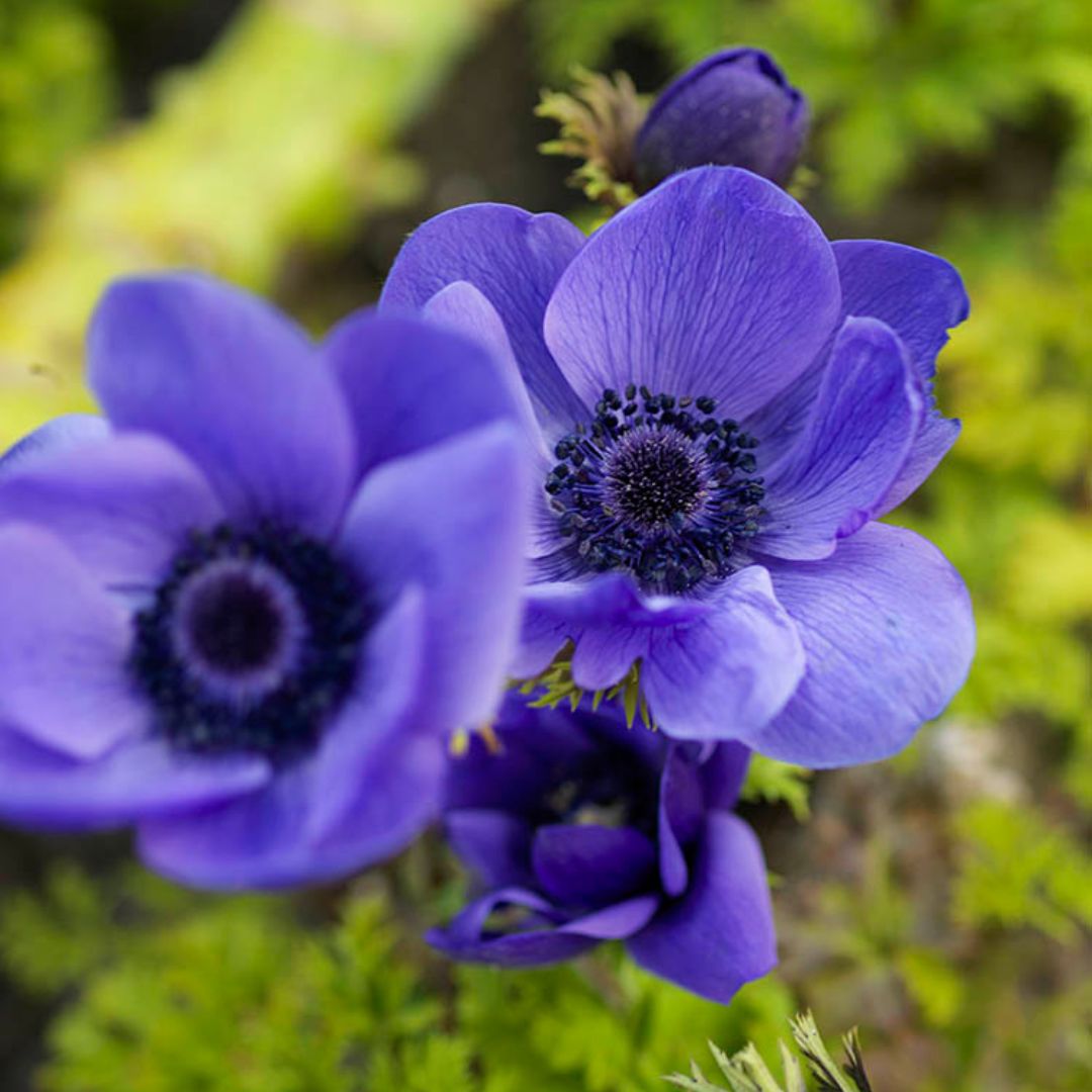 Anemone - Blue Poppy (Fall), BONUS 25 Pack