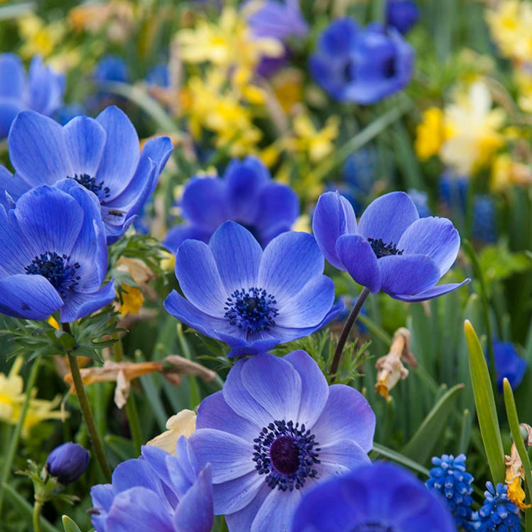 Anemone - Blue Poppy (Fall), BONUS 25 Pack