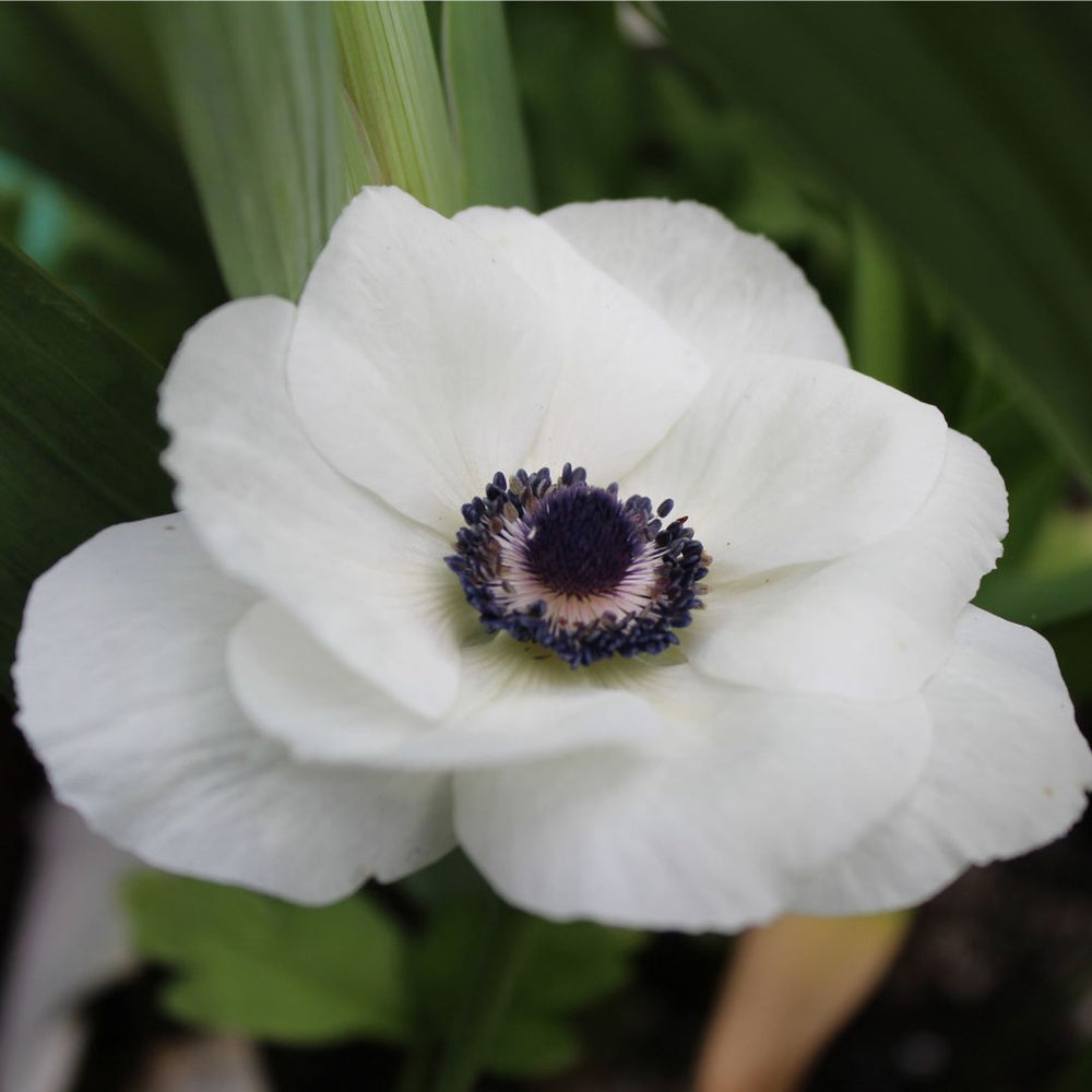 Anemone - White, 5 Pack