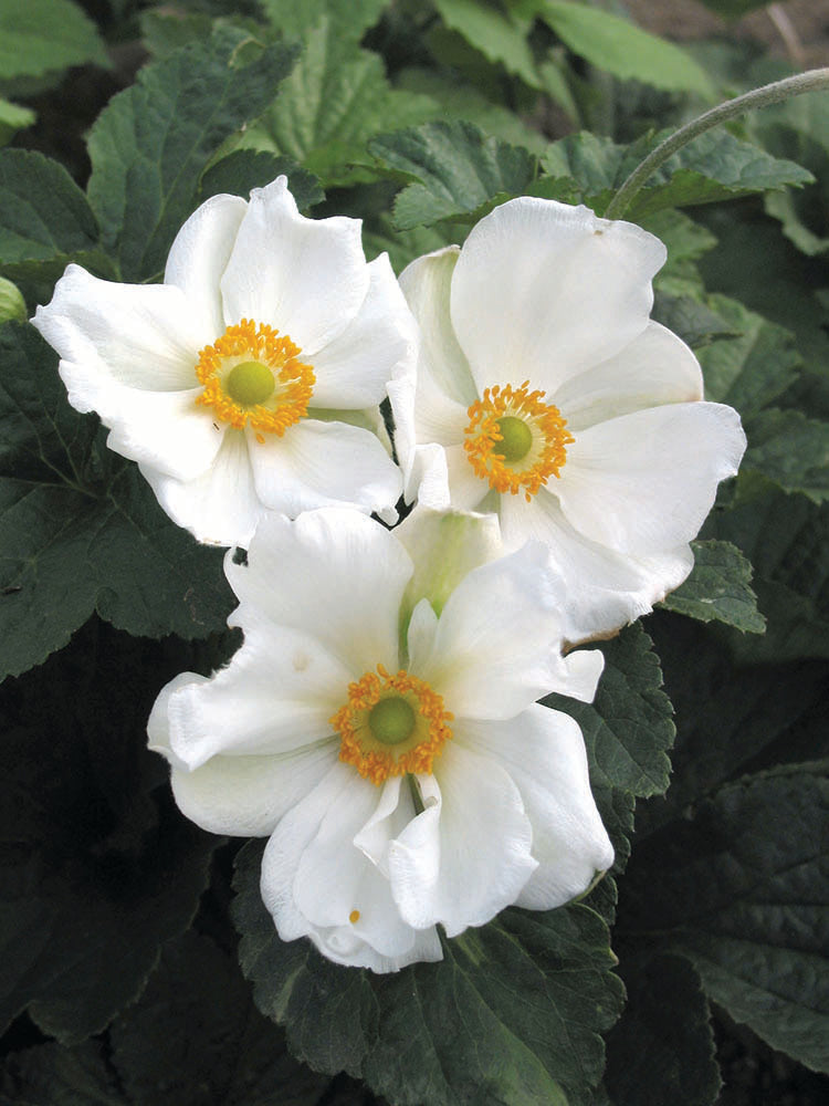 Anemone - Honorine Jobert, 1 Pack