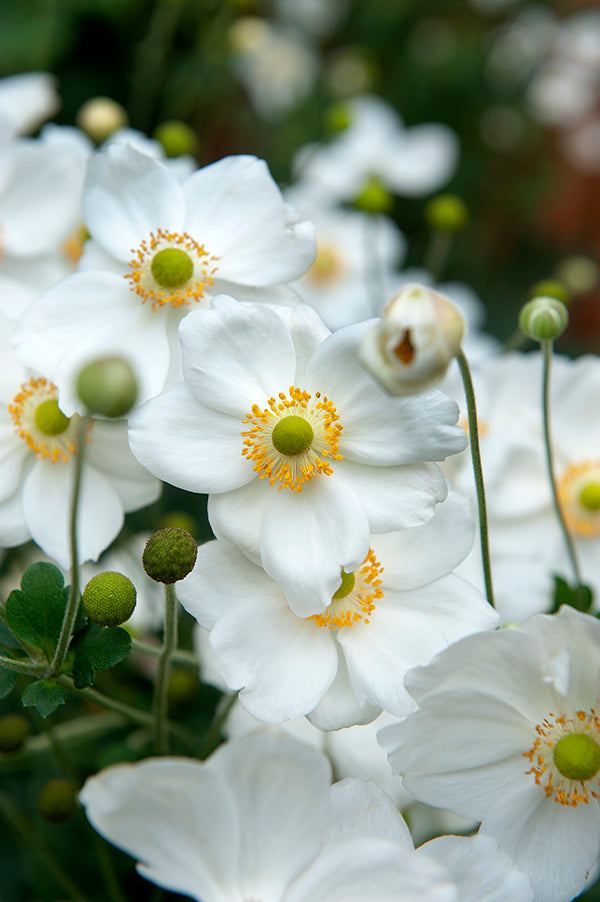 Anemone - Honorine Jobert, 1 Pack