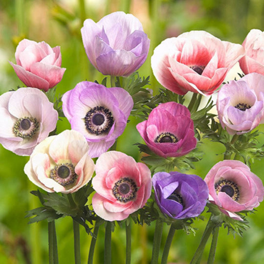 Anemone - Pastel Mix, 5 Pack