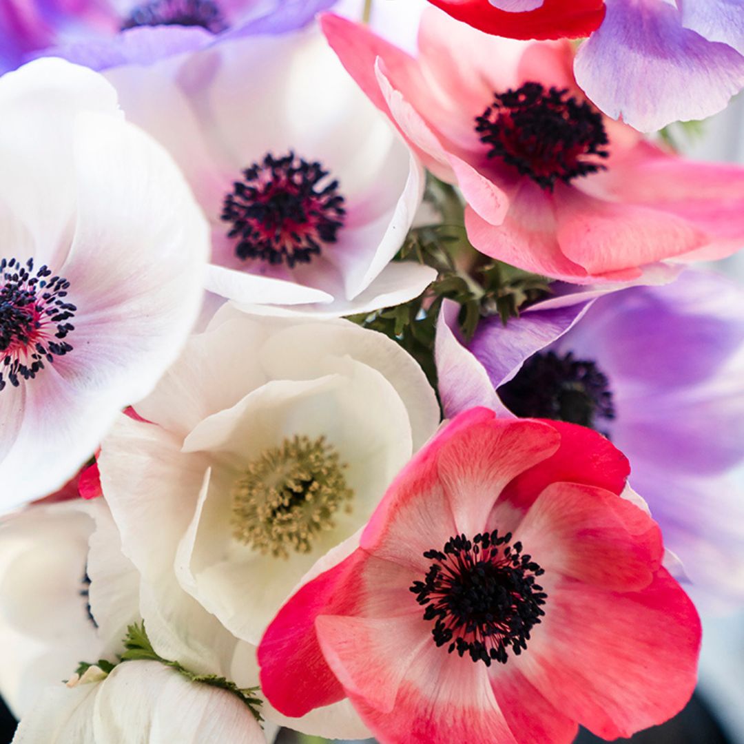 Anemone - Pastel Mix, 5 Pack