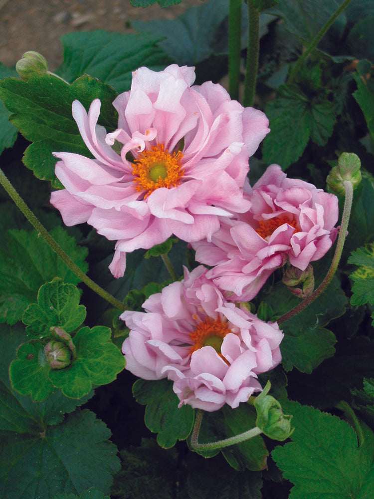 Anemone - Queen Charlotte, 1 Pack