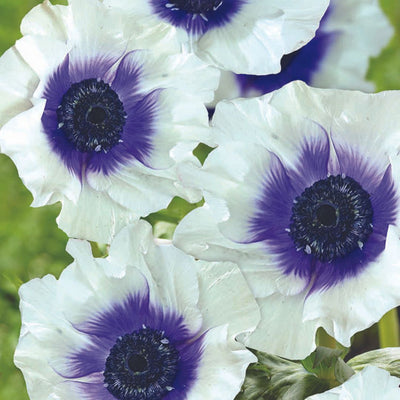 Anemone - Blueberry, 5 Pack