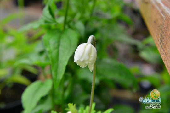 Anemone - Sylvestris, 1 Pack