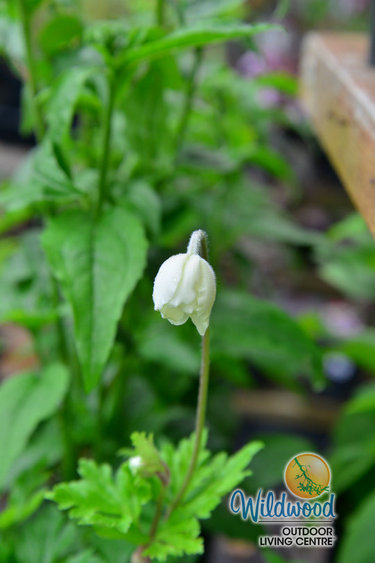 Anemone - Sylvestris, 1 Pack