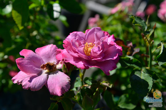 Angel Face - Weeks Rose