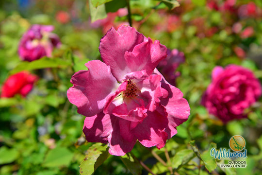 Angel Face - Star Roses and Plants