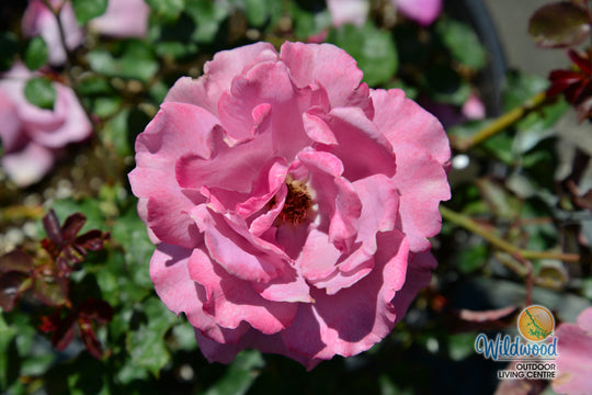 Angel Face - Weeks Rose