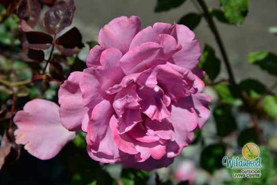 Angel Face - Star Roses and Plants