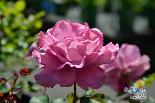 Angel Face - Star Roses and Plants