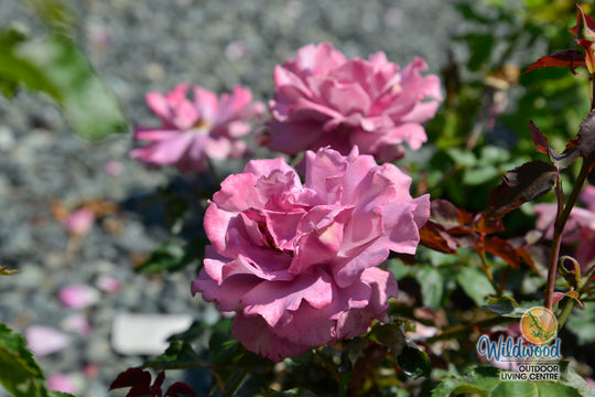 Angel Face - Weeks Rose