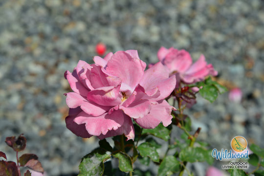 Angel Face - Weeks Rose