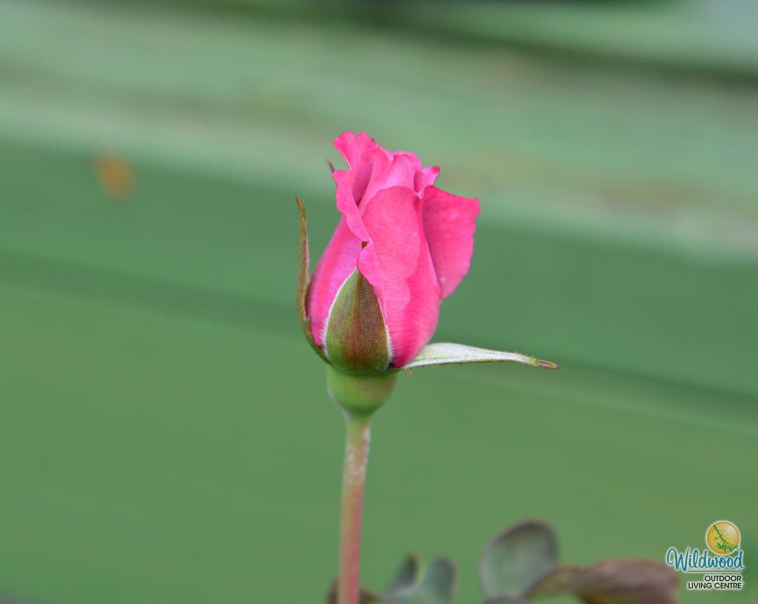 Angel Face - Weeks Rose
