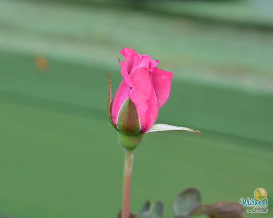 Angel Face - Weeks Rose