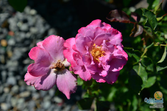 Angel Face - Weeks Rose