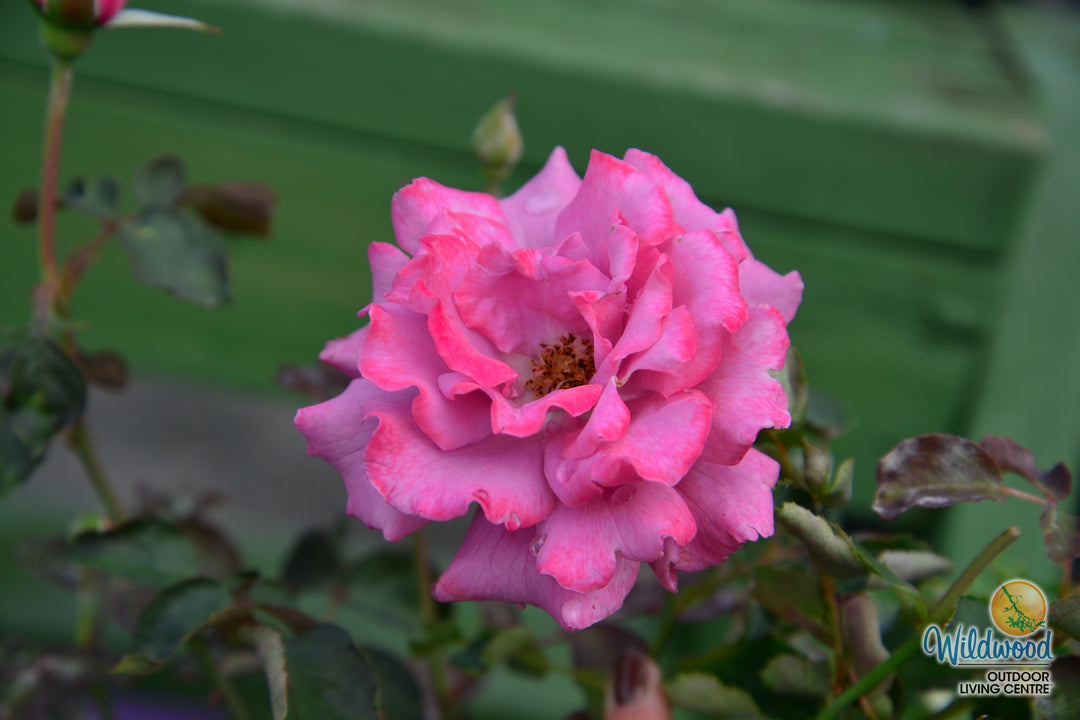 Angel Face - Weeks Rose