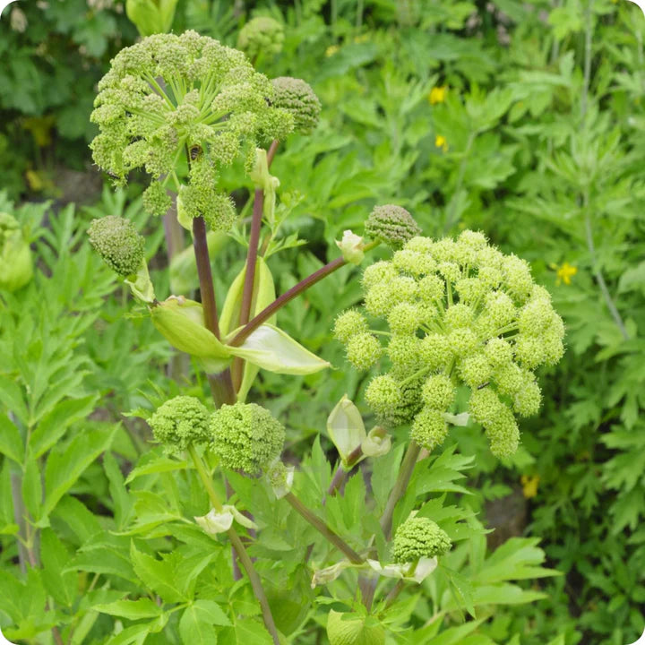 Angelica  - Mr. Fothergill's Seeds