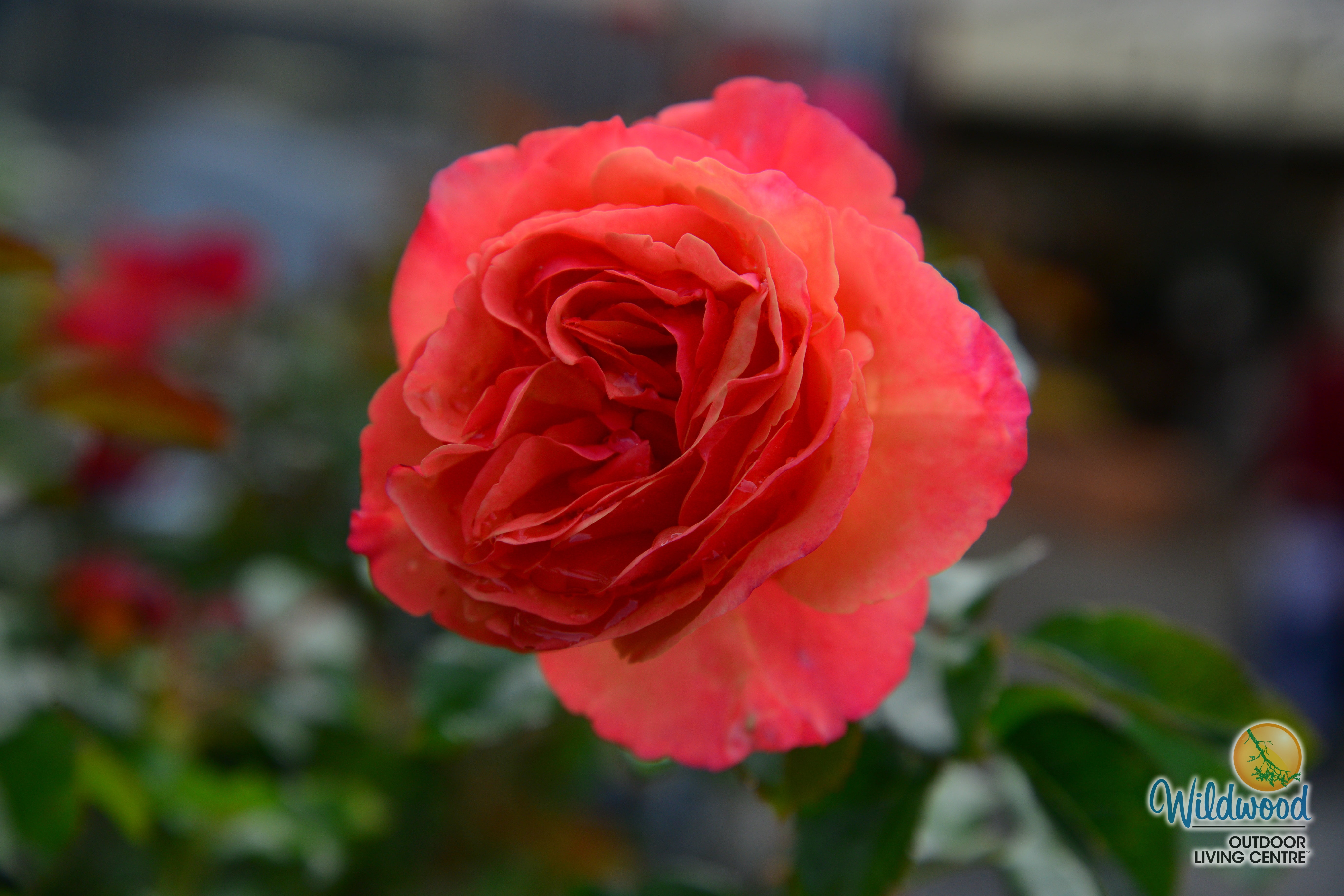 Anna's Promise Grandiflora | Weeks Rose – Wildwood Outdoor Living