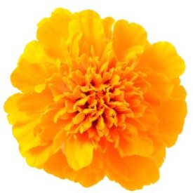 Marigold Antigua Orange - Ontario Seed Company